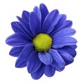 Blue gerbera flower. White isolated background with clipping path. Closeup. no shadows. For design. Royalty Free Stock Photo