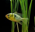 Blue German Ram, mikrogeophagus ramirezi