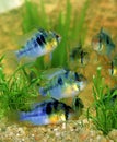 Blue German Ram, mikrogeophagus ramirezi