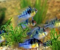 BLUE GERMAN RAM mikrogeophagus ramirezi