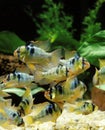 BLUE GERMAN RAM mikrogeophagus ramirezi