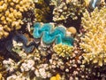 Blue Giant Clam, Red Sea, Egypt