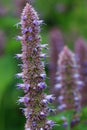 Blue giant hyssop flower spikes Royalty Free Stock Photo