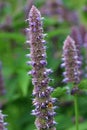 Blue giant hyssop flower spikes Royalty Free Stock Photo