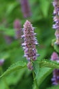 Blue giant hyssop flower spikes Royalty Free Stock Photo