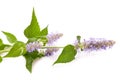 Blue giant hyssop flowers Royalty Free Stock Photo