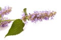 Blue giant hyssop