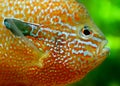 Blue Gill Royalty Free Stock Photo