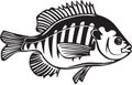 Blue Gill Illustration Royalty Free Stock Photo