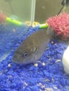 Blue Gill in a tank