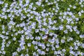 Blue Gilliflower flowers and other spring flowers in grass in garden.