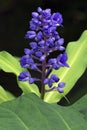 Blue ginger or Dichorisandra thyrsiflora in bloom Royalty Free Stock Photo