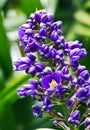 Blue Ginger flower plant Royalty Free Stock Photo