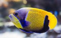 Blue-Girdled angelfish Royalty Free Stock Photo