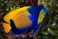 blue-girdled angelfish fish Royalty Free Stock Photo