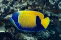 Blue-Girdled Angelfish Pomacanthus navarchus Royalty Free Stock Photo