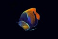 Blue-girdled Angelfish Royalty Free Stock Photo