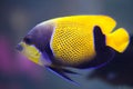 Blue-girdled angelfish (Pomacanthus navarchus) Royalty Free Stock Photo