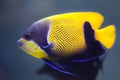 Blue-girdled angelfish Pomacanthus navarchus Royalty Free Stock Photo