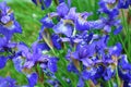 Blue gladioluses