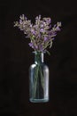 Blue glass bottle with lavender flowers on black background. Aromatherapy Royalty Free Stock Photo