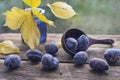 Blue glass vase on a wooden background with yellow leaves and with prunes