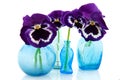 Blue glass vases with Pansies Royalty Free Stock Photo