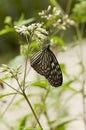 Blue Glassy Tiger butterfly is feeding on Thoroughwort