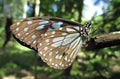 Blue Glassy Tiger Royalty Free Stock Photo