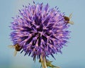 Blue globe thistle with 2 bees