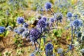 Blue globe thistle in bloom in the garden Royalty Free Stock Photo