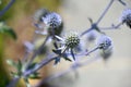 Blue Globe Thistle Blooming and Flowering in the Summer