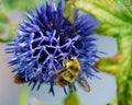 Blue globe thistle bumble bee Royalty Free Stock Photo