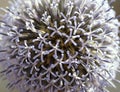 Blue globe thistle close up. Royalty Free Stock Photo