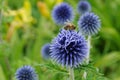 Blue globe thistle - Echinops banaticus Royalty Free Stock Photo