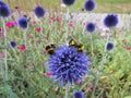Blue globe thistle Echinops bannaticus flowers and bumblebee in the summer garden Royalty Free Stock Photo