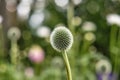 Blue Globe Thistle Flower in nature against a green blurred lush park or garden in summer. Echinops close up known as Royalty Free Stock Photo