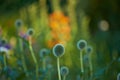 Blue Globe Thistle Flowers, Echinops and stalwart perennial blossoming in park in nature. Bunch of wild flowers growing Royalty Free Stock Photo