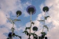 The blue globe thistle fully blooming in the summertime