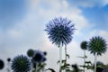 The blue globe thistle fully blooming in the summertime