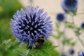 Blue globe thistle - Echinops banaticus Royalty Free Stock Photo