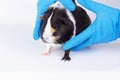 Guinea Pig Picked Up For Testing