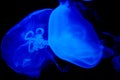 Blue glowing Jelly Fish