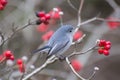 Blue-gnatcatcher(Polioptila caerulea)