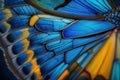 Blue and Gold Butterfly Wing - closeup butterfly wing blue gold yellow orange. iridescent, background wallpaper texture Royalty Free Stock Photo