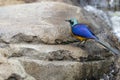 Blue and Gold colorful Gold Breasted Starling from Africa