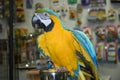 Blue & Gold Macaw Royalty Free Stock Photo