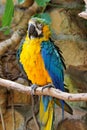 Blue and Gold Macaw Royalty Free Stock Photo