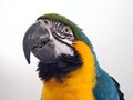 Blue & Gold Macaw 2 Royalty Free Stock Photo