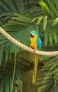 Blue & Gold Macaw Royalty Free Stock Photo